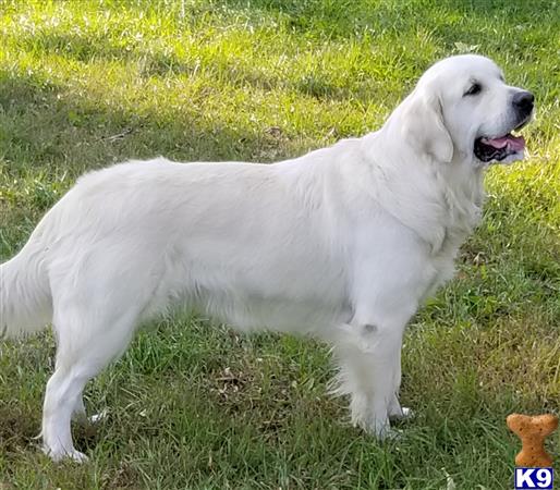 EarthAngelGoldens Picture 3